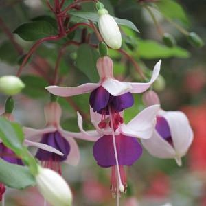 Fuchsia La Campanella, Hardy Fuchsia, Standard Fuchsia, Flowering Shrub, Pink Flowers, Purple Flowers